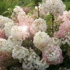 Hydrangea paniculata bobo: fotografija, opis, sadnja i njega, recenzije